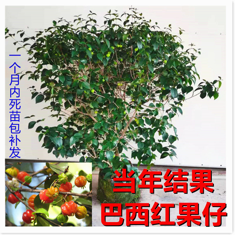 当年结果巴西红果苗当年结果阳台盆栽番樱桃庭院园林果树四季常绿
