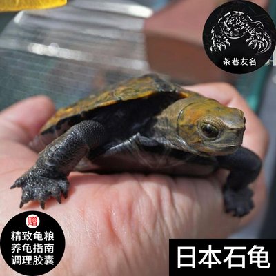 日石龟纯种乌龟宠物招财观赏