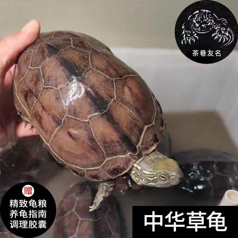 中华草龟大乌龟活体宠物长寿龟水龟金线龟活物龟墨龟,宠物/宠物食品及用品,龟/鳖,淘宝优惠券,粉丝福利购,淘宝优惠卷