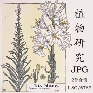 植物研究花卉手绘法国复古新艺术装饰图鉴资料jpg文件图案素材源