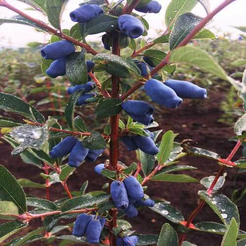 蓝靛果盆栽地栽南北方结果苗
