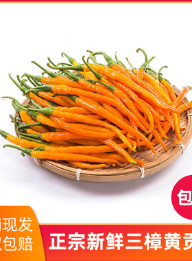 湖南衡东三樟鲜辣椒黄贡椒原产地直供新鲜现摘现发2/3/4/5斤包邮