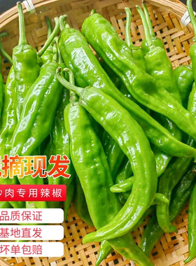 湖南费大厨小炒肉专用2307青辣椒新鲜螺丝椒青椒软皮辣椒现摘现发