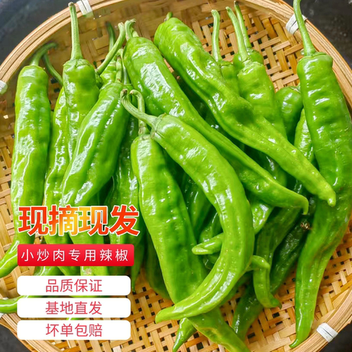 湖南费大厨小炒肉专用2307青辣椒新鲜螺丝椒青椒软皮辣椒现摘现发
