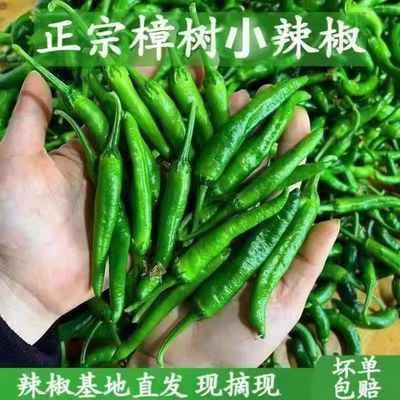正宗辣椒湖南特产樟树小辣椒本地薄皮嫩小青椒现摘新鲜