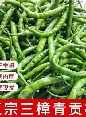 湖南衡东三樟鲜辣椒青黄贡椒原产地直供新鲜辣子现摘现发包邮