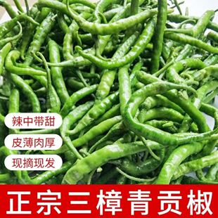湖南衡东三樟鲜辣椒青黄贡椒原产地直供新鲜辣子现摘现发包邮