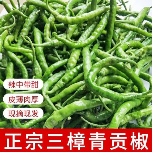 湖南衡东三樟鲜辣椒青黄贡椒原产地直供新鲜辣子现摘现发包邮