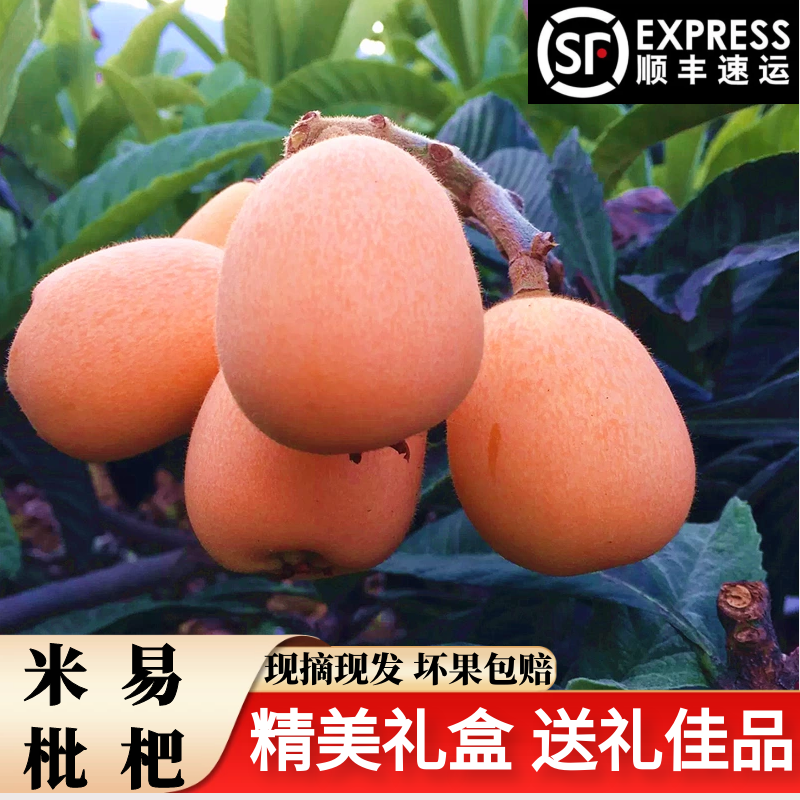 四川雅安汉源枇杷5斤顺丰包邮攀枝花 琵琶批把早钟当季新鲜水果