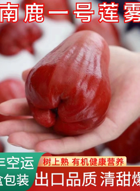 南鹿一号莲雾7-15枚/箱海南特产三亚热带水果新鲜果特级礼盒顺丰