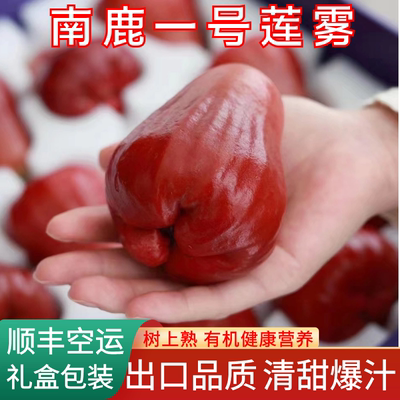 南鹿莲雾果海南三亚孕妇水果特级