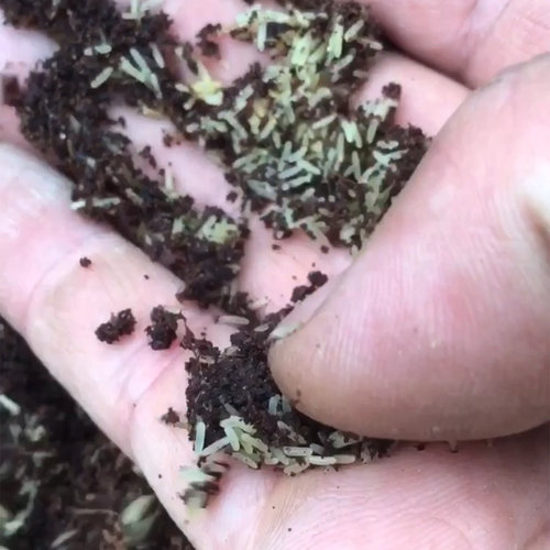 油葫芦卵蛐蛐卵孵化率高