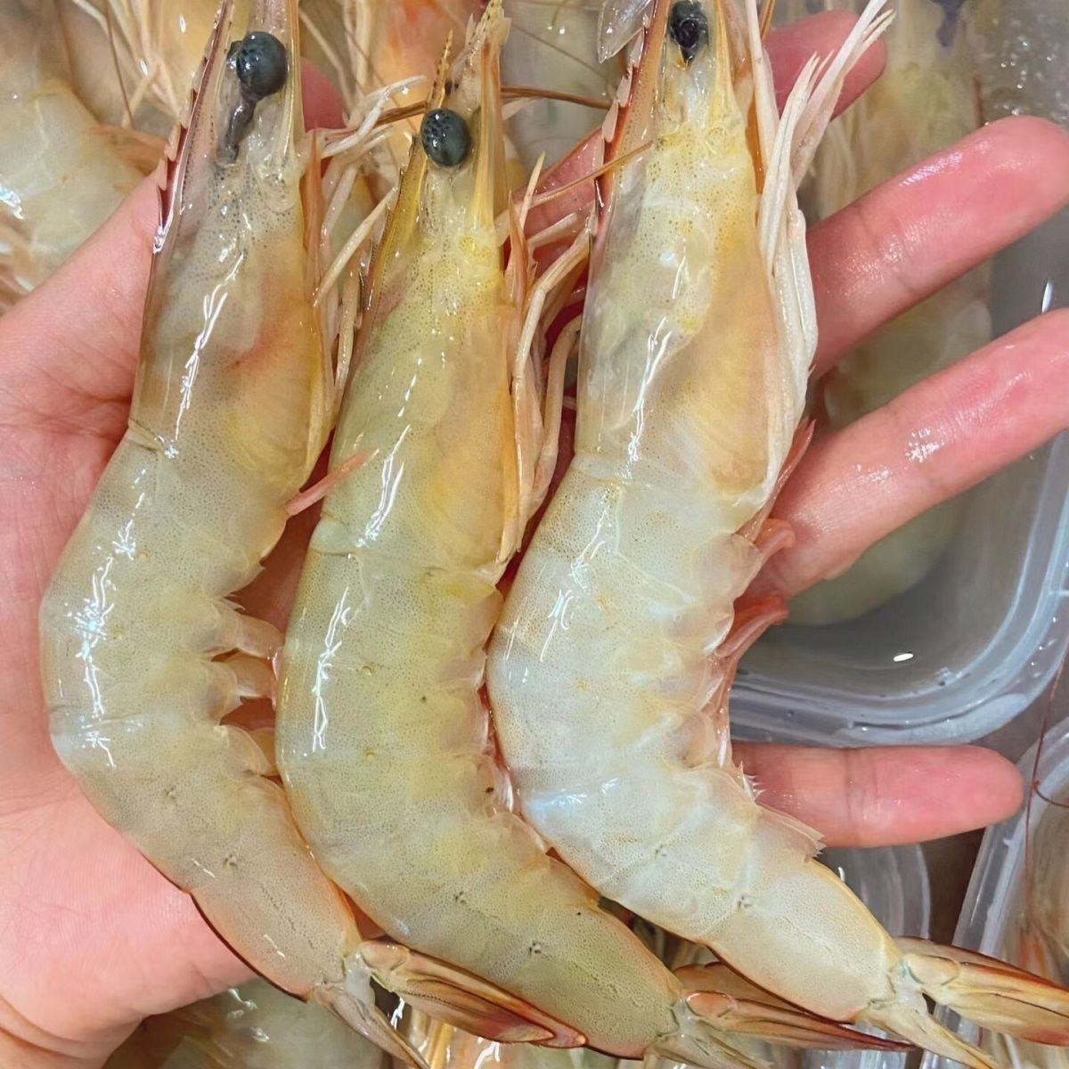 速冻【野生海明虾】300g/盒冻虾