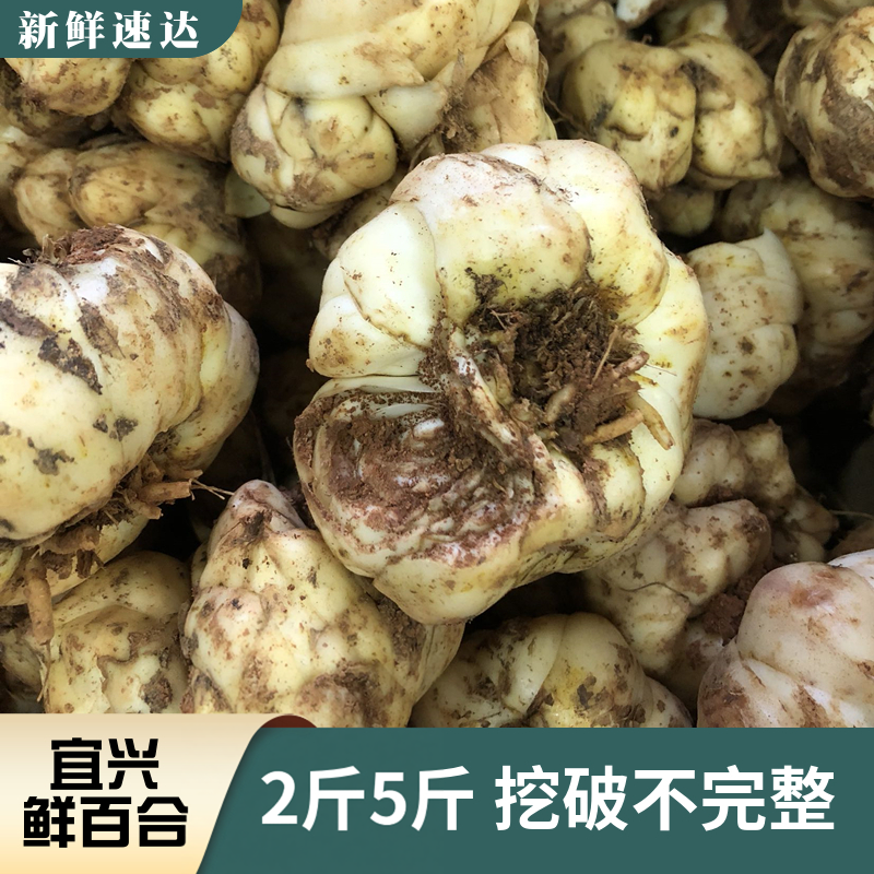 2025年挖破或过小完整新鲜食用百合2500g宜兴农家土特产2斤散装
