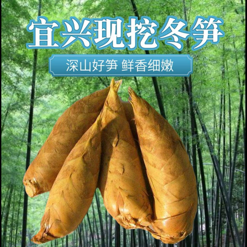 顺丰包邮现挖宜兴大冬笋野生10斤2500g小毛竹笋5斤3斤农产品当季