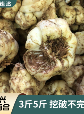 2025年挖破或过小完整新鲜食用百合2500g宜兴农家土特产2斤散装