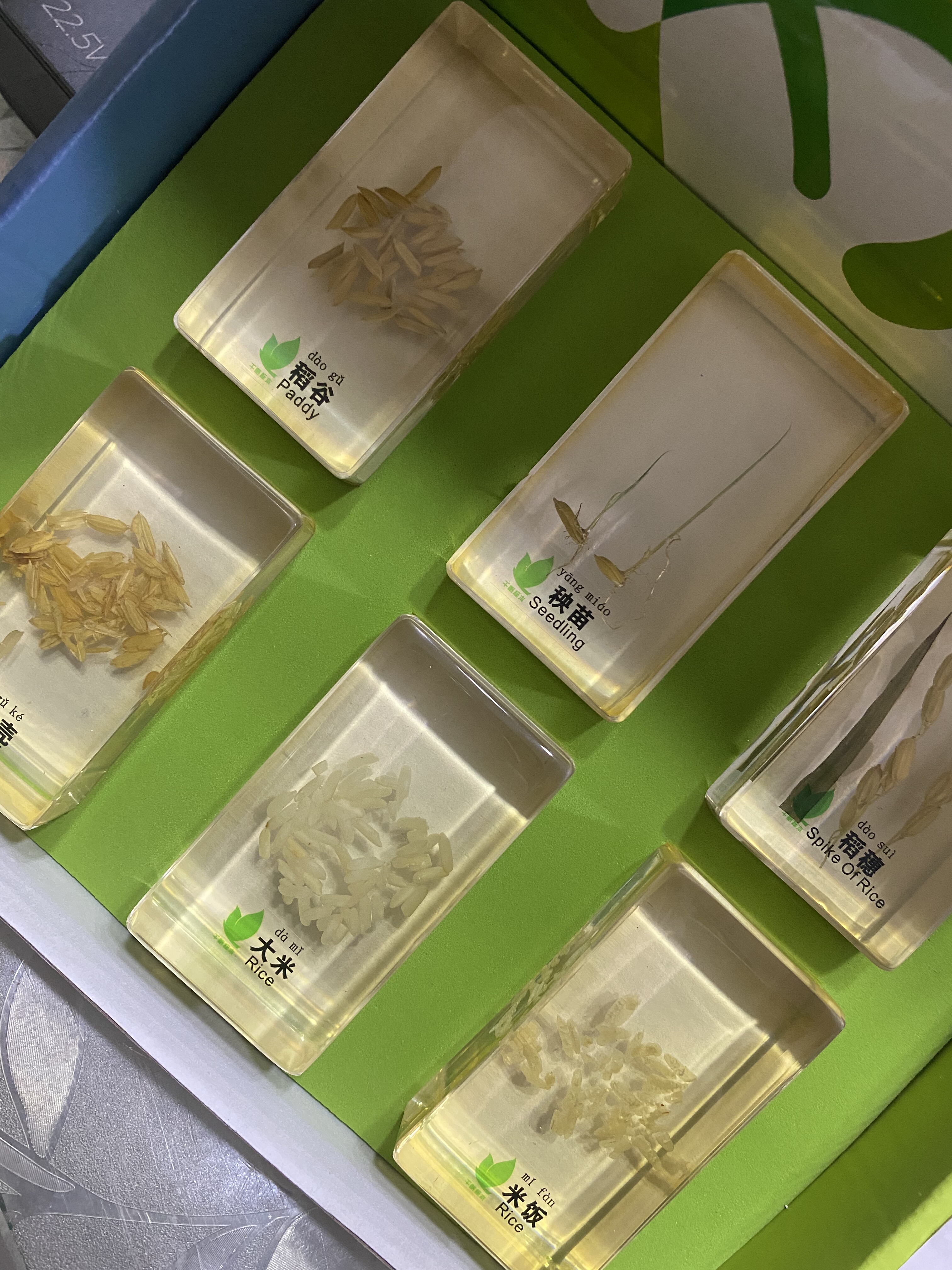 少儿益智类 米饭是怎么来的3-10岁玩具科普 样品,文具电教/文化用品/商务用品,教学标本/模型,淘宝优惠券,粉丝福利购,淘宝优惠卷