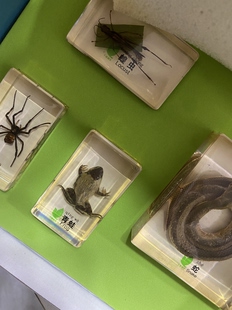 少儿益智类 草地上的食物链3-10岁玩具科普