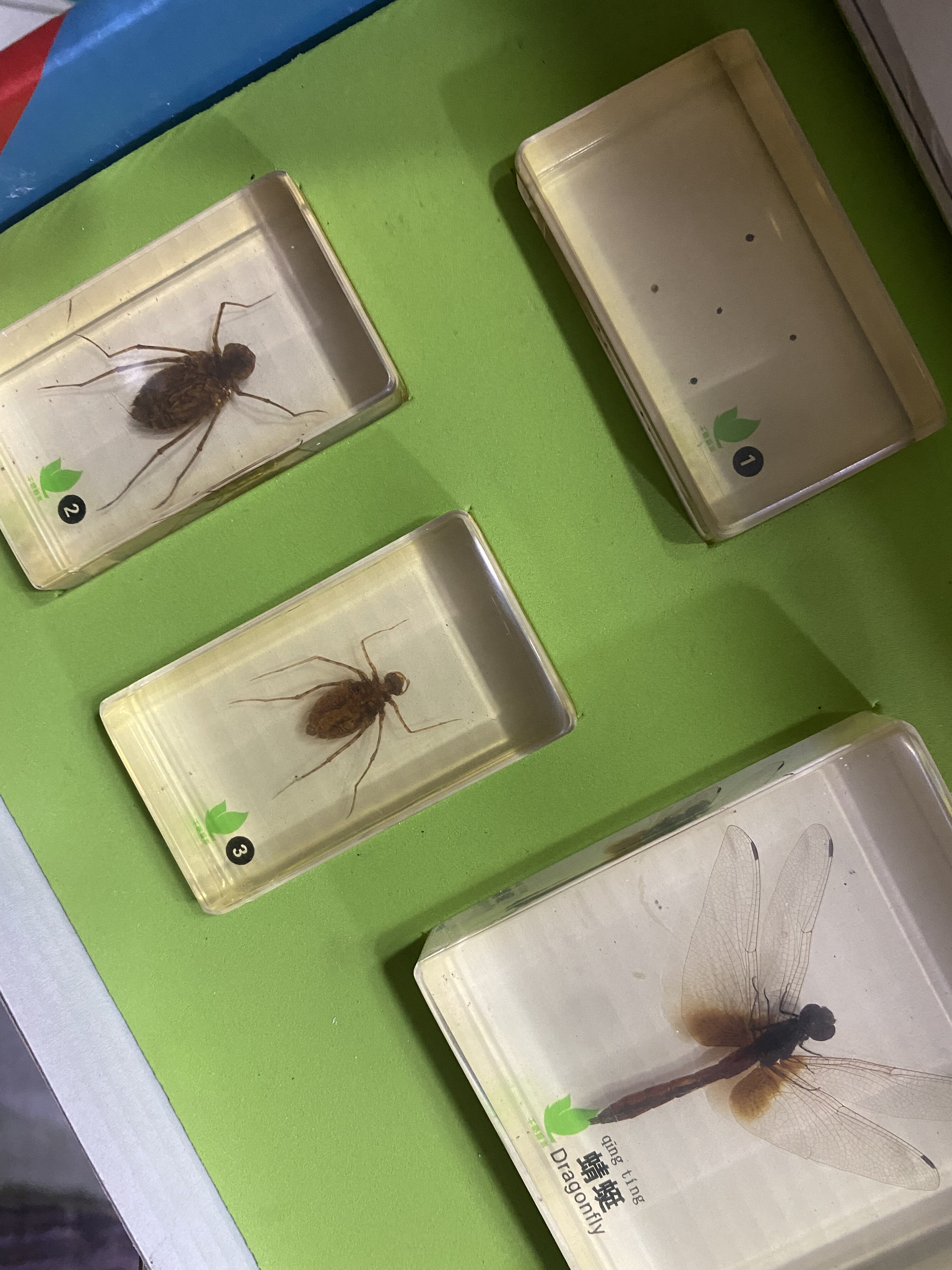 少儿益智类 蜻蜓成长记3-10岁玩具科普样品,文具电教/文化用品/商务用品,教学标本/模型,淘宝优惠券,粉丝福利购,淘宝优惠卷