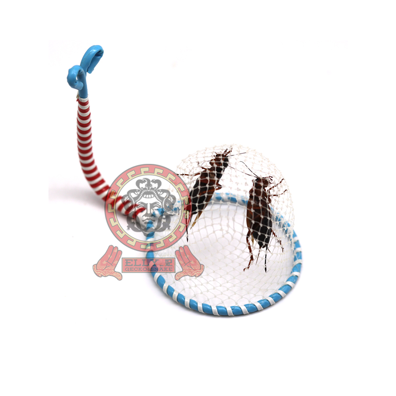 爬宠蟋蟀捕网蟋蟀捕虫活体