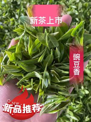 青岛海青茶春169青岛特产胶南豌豆香海青绿茶赛崂山茶日照茶