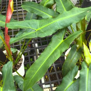 绿艺园艺  室内好养绿植花卉  小圣灵蔓绿绒