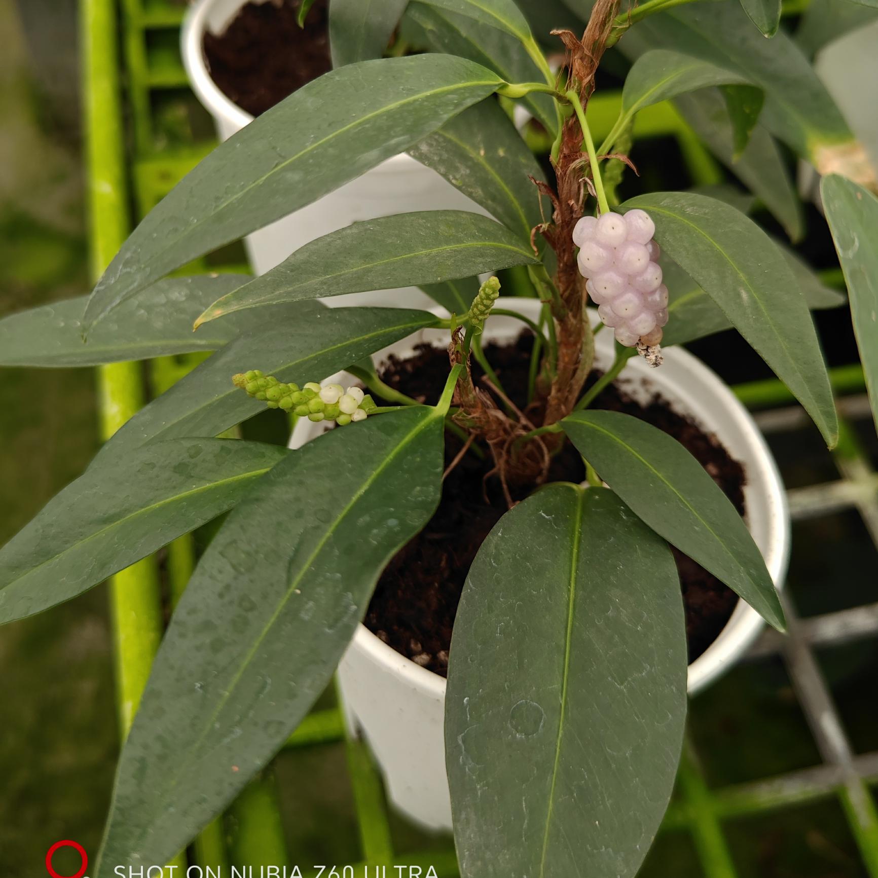 绿艺园艺绿植花卉  紫葡萄花烛  会结果的花烛