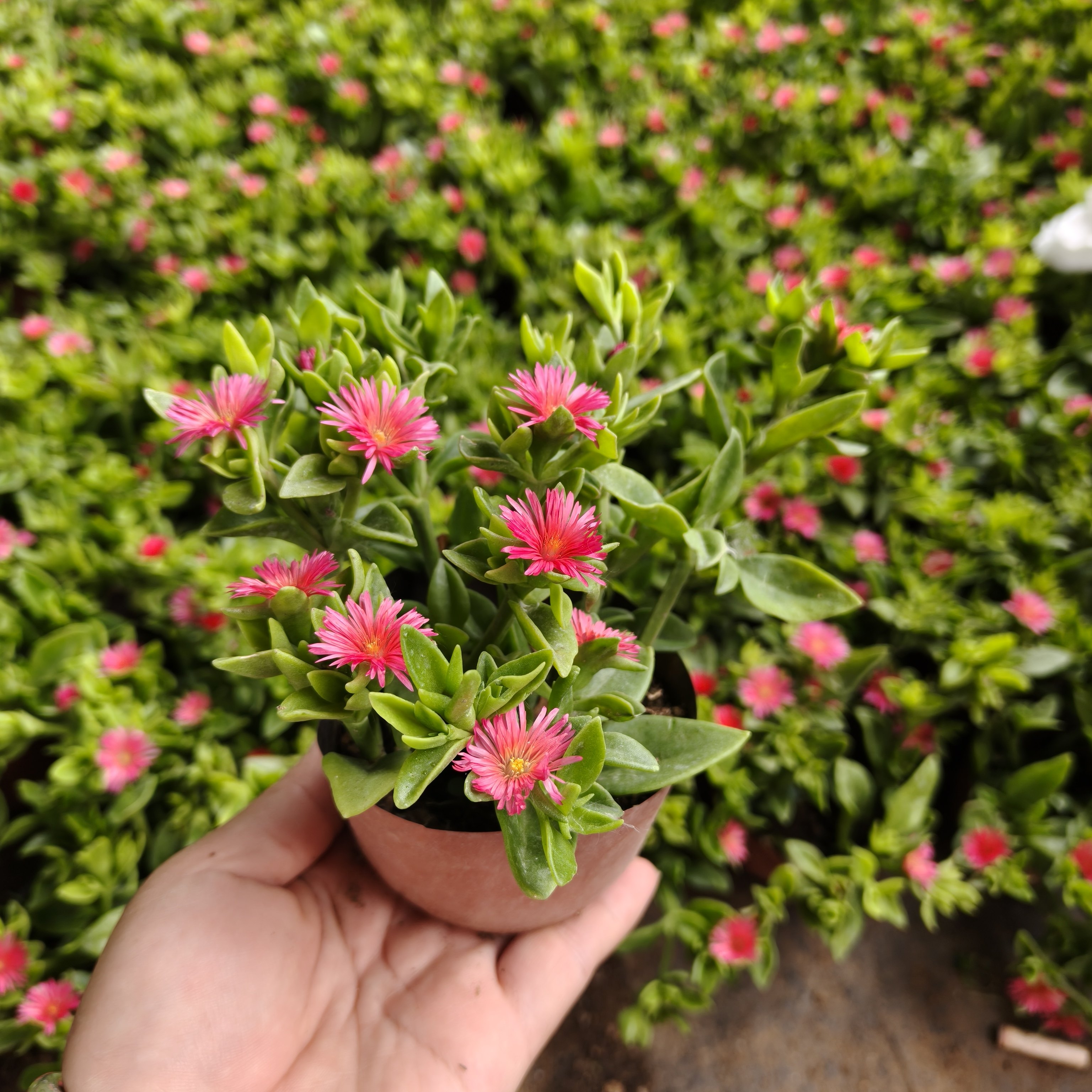 食用穿心莲牡丹吊兰盆栽蔬菜室内阳台四季开花卉好养甲醛净化空气