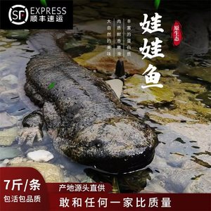 汉中娃娃鱼鲜活食用大鲵【7斤一条】滋补送礼月子餐养殖场直发
