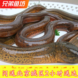 500克北京闪送鲜活黄鳝 鳝鱼农家特产佳品稻田黄鳝可帮忙收拾