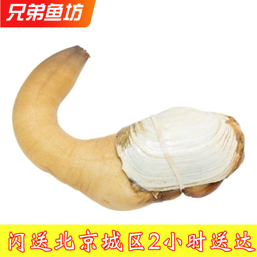 鲜活象拔蚌象鼻蚌大蚌仔