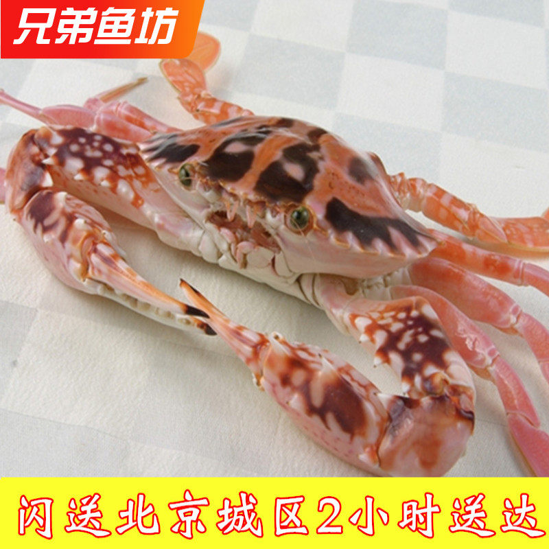 5-6两/只北京闪送鲜活满肉红花蟹海南特产海鲜海蟹梭子蟹螃蟹水产
