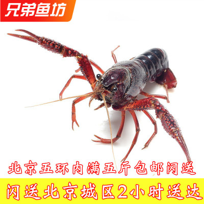 清水麻辣小龙虾海鲜水产
