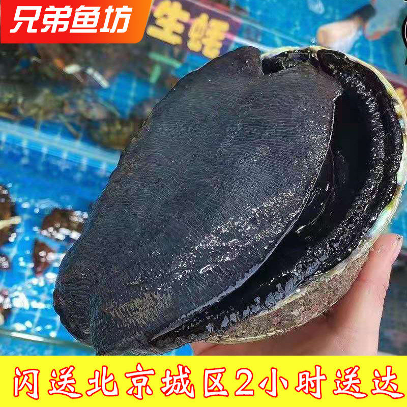 1.3-1.5斤/只北京闪送新西兰鲜活黑金鲍大鲍鱼海鲜水产刺身食材