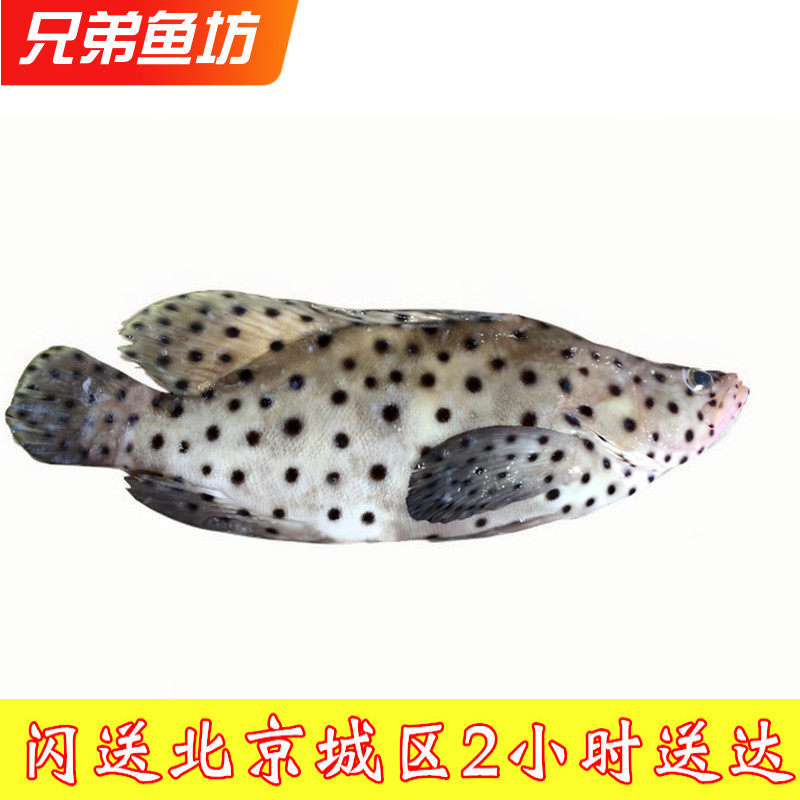 北京闪送 1斤1条 称重计价 海捕海鲜 老鼠斑 点斑 鲜活石斑鱼
