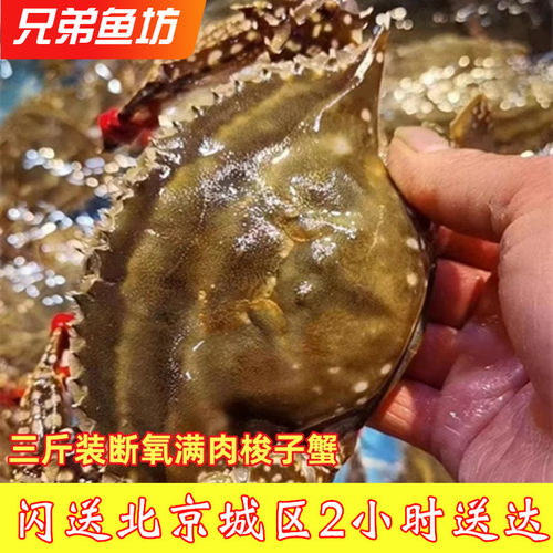 当天断氧死的公母海蟹残蟹梭子蟹