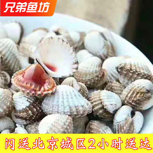 500克鲜活血蛤赤贝毛蛤