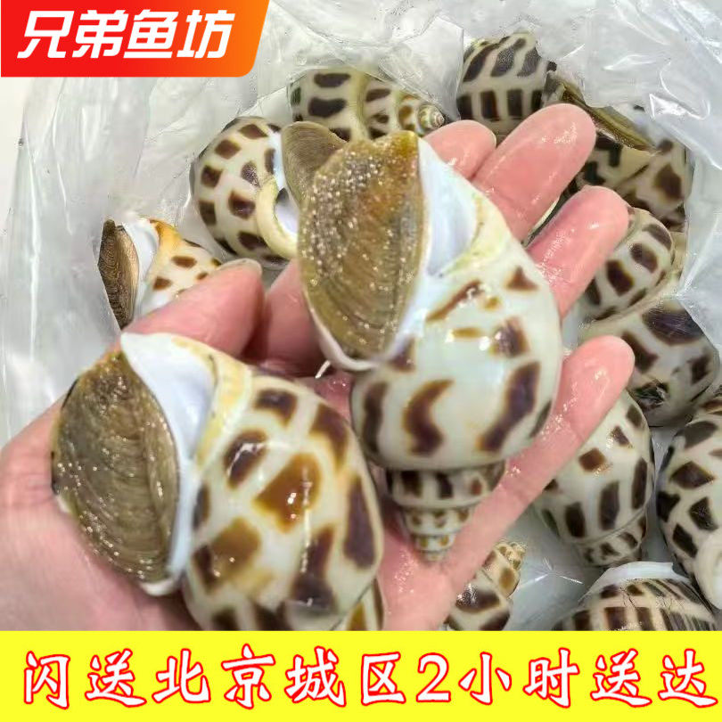 鲜活东风螺潮汕大个花螺