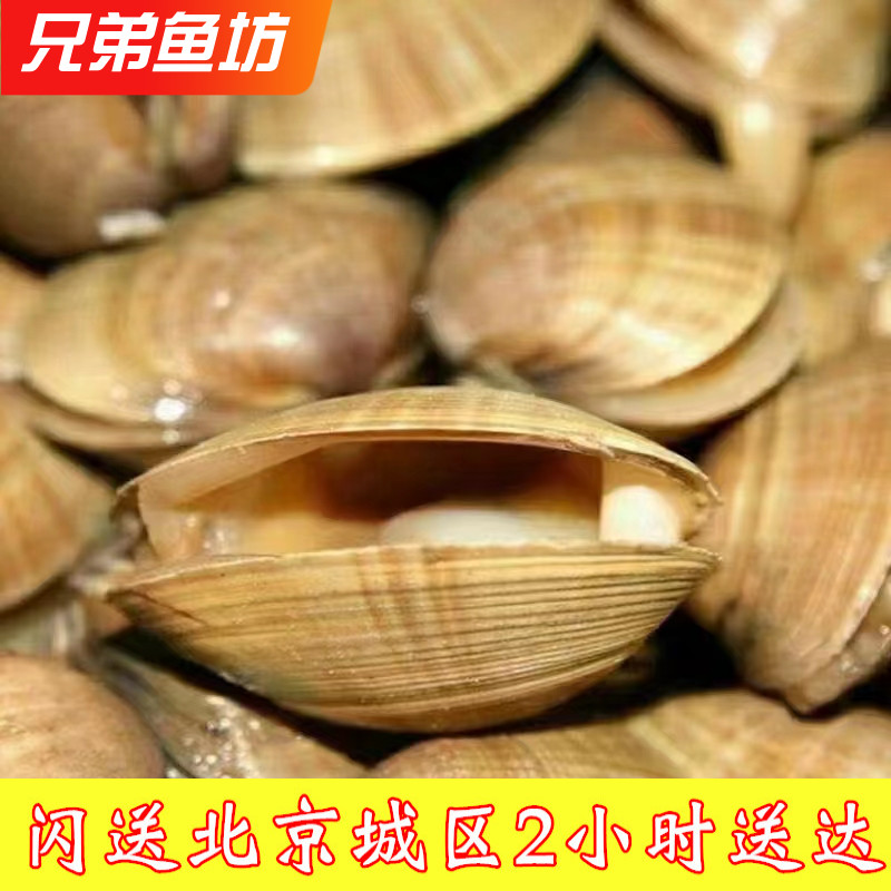鲜活蛤蜊无沙蚬子丹东大黄蚬子
