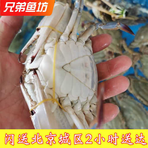 活梭子蟹三角蟹少女蟹