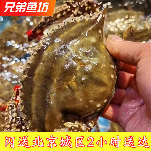 500克当天断氧死的公母海蟹残蟹梭子蟹飞蟹新鲜满肉螃蟹2-3只/斤