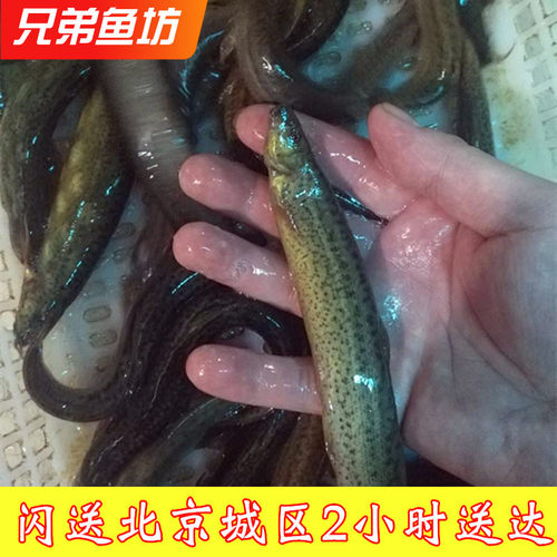 鲜活北京闪送泥鳅活体
