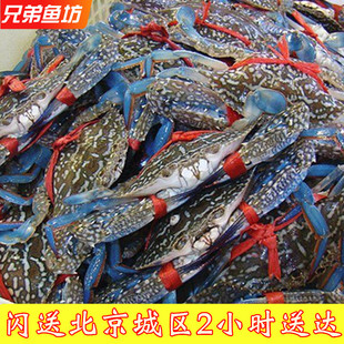 3-6两/只北京闪送活蟹兰花蟹满肉海蟹梭子蟹螃蟹海鲜保鲜不保活