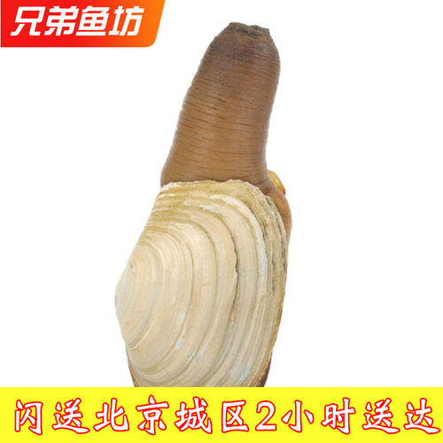 鲜活小象拔蚌蚌仔水蚌新鲜海鲜