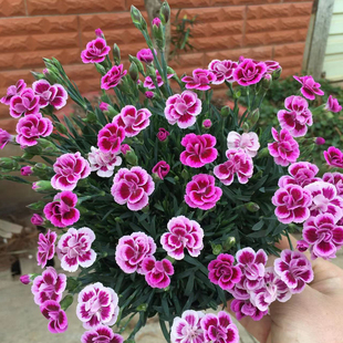 初吻康乃馨盆栽带花苞四季开花室内阳台庭院好养活蜜桃派一见钟情