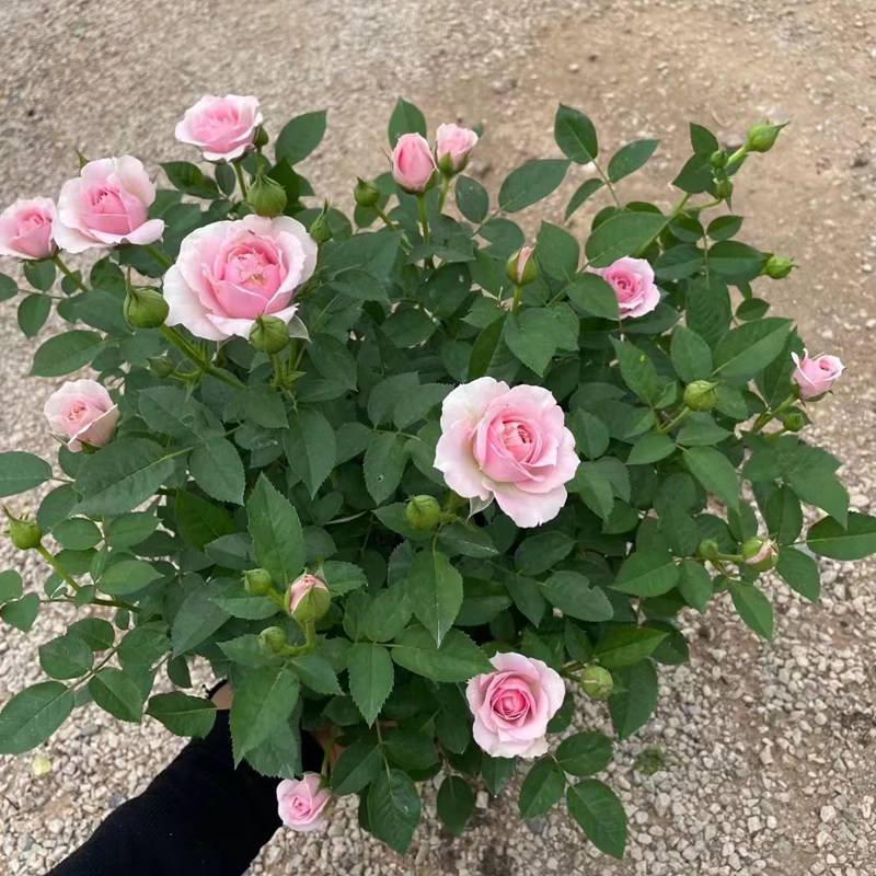 大苗玫瑰花盆栽带花苞多季开花月季蔷薇花苗室内庭院好养果汁阳台