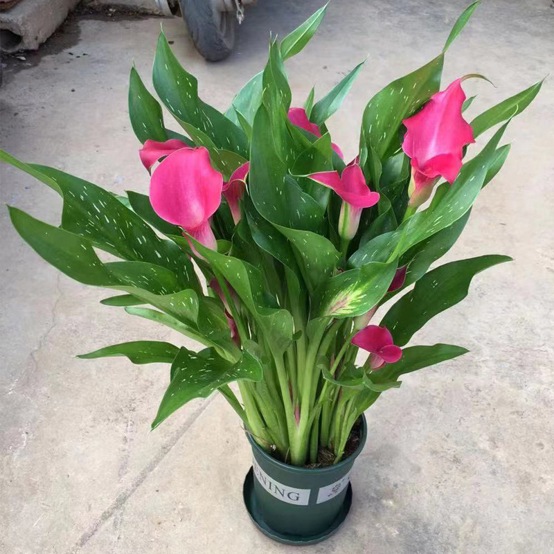 花期长进口马蹄莲盆栽带花苞四季开花室内阳台庭院好养活种球花卉