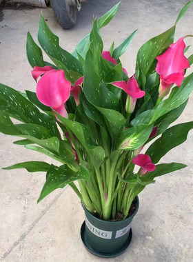 马蹄莲盆栽带花苞花期长好养活