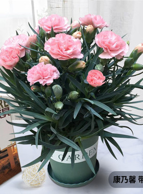 康乃馨盆栽带花苞石竹花绿色四季开花室内阳台客厅绿植花卉好养活