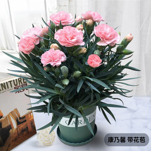 康乃馨盆栽带花苞石竹花绿色四季 开花室内阳台客厅绿植花卉好养活